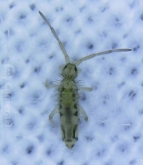 Entomobrya katzi