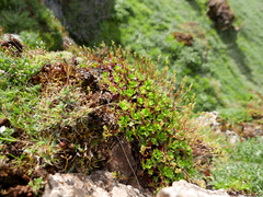 Saxifraga cuneata