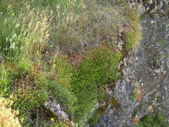 Saxifraga cuneata