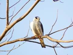 Gampsonyx swainsonii