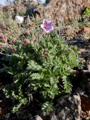 Erodium daucoides