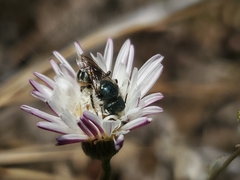 Osmia coloradensis