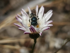 Osmia coloradensis