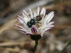 Osmia coloradensis