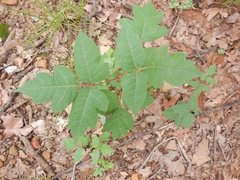 Toxicodendron radicans negundo