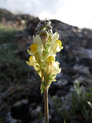 Linaria caesia