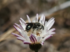 Osmia coloradensis