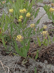 Lomatium nudicaule