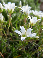 Arenaria grandiflora
