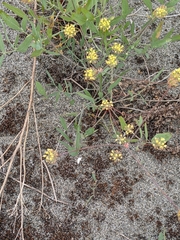 Lomatium nudicaule