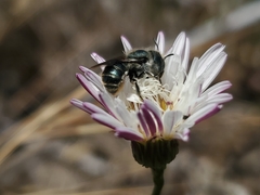 Osmia coloradensis