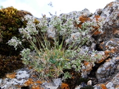 Poa ligulata