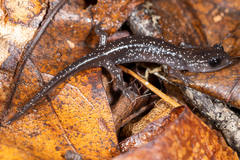 Plethodon teyahalee