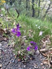 Linaria elegans
