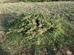 Astragalus granatensis