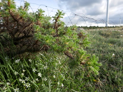 Astragalus granatensis