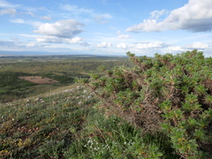 Astragalus granatensis