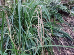 Carex leviosa