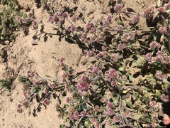 Chorizanthe cuspidata cuspidata