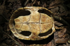 Sternotherus