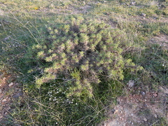 Astragalus granatensis