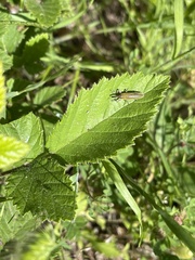 Lixus scolopax
