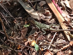 Ctenosaura pectinata
