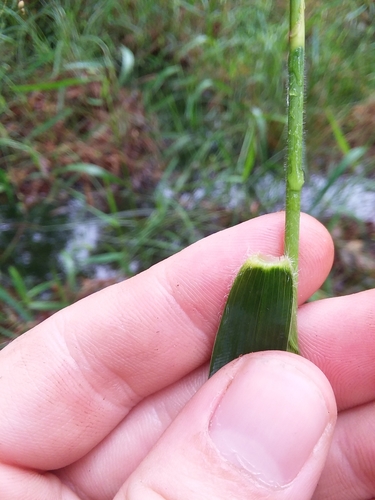 Image of Woolly Witchgrass (Dichanthelium scabriusculum) by (c) Will McFarland, some rights reserved (CC BY)