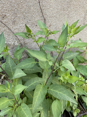 Solanum dulcamara