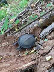 Apalone spinifera aspera