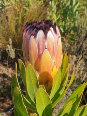 Protea burchellii × laurifolia