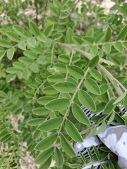 Indigofera lindheimeriana