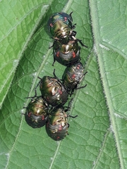 Pachycoris torridus