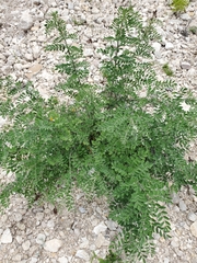 Indigofera lindheimeriana