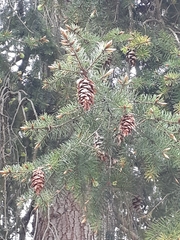 Pseudotsuga menziesii