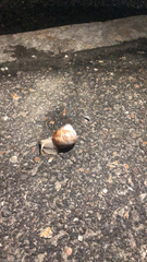 Helix pomatia