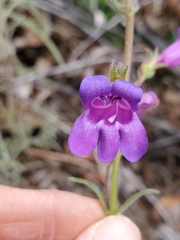 Penstemon laetus laetus