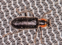 Placopterus thoracicus