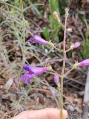 Penstemon laetus laetus