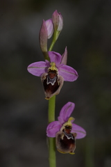 Ophrys × turiana