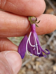 Penstemon laetus laetus