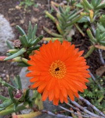 Lampranthus aureus
