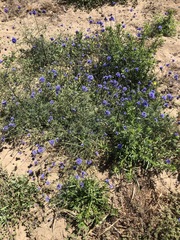 Gilia capitata chamissonis