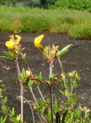 Stylosanthes hispida