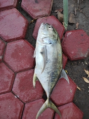 Caranx caninus