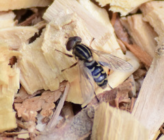 Anasimyia anausis