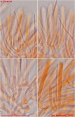 Lachnum brevipilosum