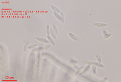 Lachnum brevipilosum