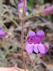 Penstemon laetus laetus