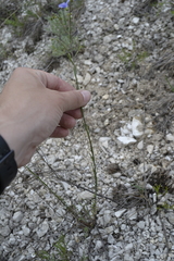 Linum perenne